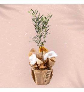 Olive Tree Bonsai